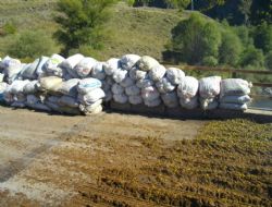 Dünyanın fidan tohumu Posof'tan 